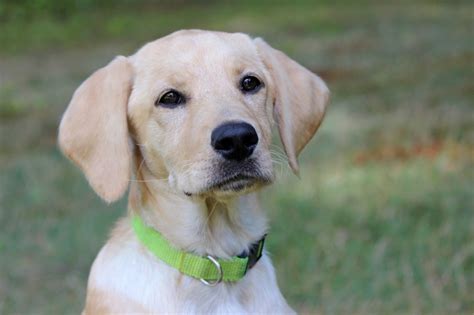  Featured Labrador Mix Article