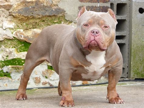  Feed your dog correctly and he will become a happy mature American Bully! It is a perfect item for any activity where strength and reliability of the collar mean much