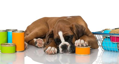  Feeding Boxers the right amount and type of food can give them the energy they need to stay active and healthy