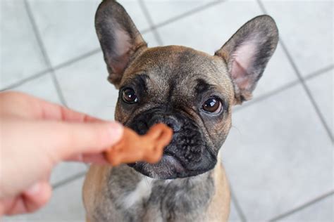  Feeding Your French Bulldog at Different Life Stages Once your puppy is fully grown, generally, between months of age they will progress on adult dog food