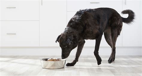  Feeding older dogs is a whole other story—older ladies and gentlemen require a different amount of nutrients so choosing among best senior dry dog food will help them keep their bones and muscles resilient and lean for longer