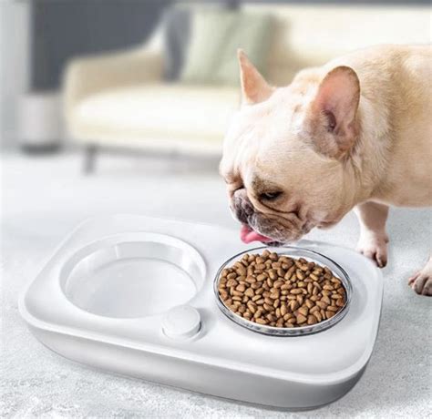  Feeding your Frenchie from a special feeding bowl will prevent her from eating from any other way
