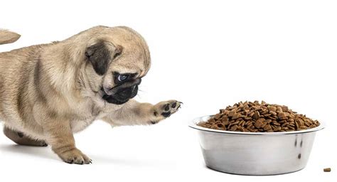  Feeding your pug puppy a hypoallergenic diet is made doubly important as this will help you to find out if it is allergic to any flavours
