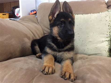  Feel free to browse classifieds placed by German Shepherd dog breeders in Pa and the surrounding areas