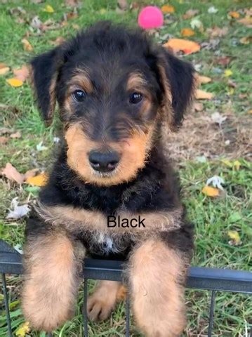  Feel free to browse hundreds of active classified puppy for sale listings, from dog breeders in Pa and the surrounding areas