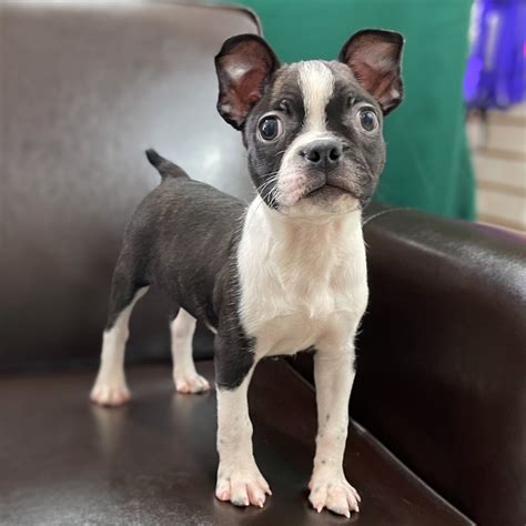  Female, Boston terrier, micro chipped, first set of shots ready to go any questions p