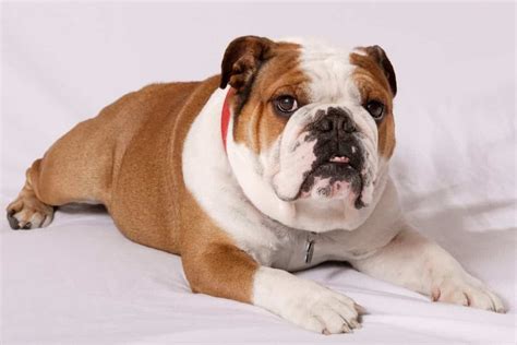  Female English Bulldogs will come into heat every six months and this cycle can last for between 3 to 17 days
