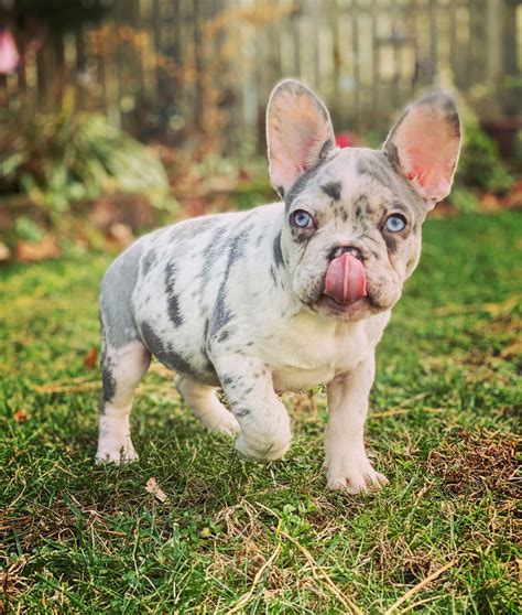  Female French Bulldogs are typically more expensive than males