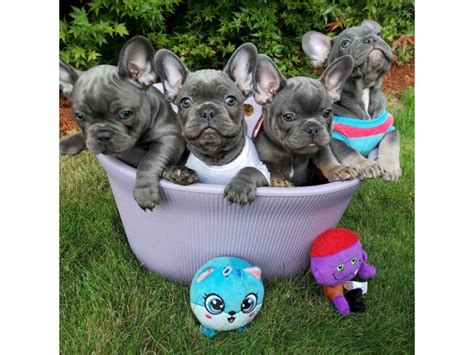  Female French bulldog pups have hundreds of wonderful names to pick from, and we have hundreds of terrific names to choose from