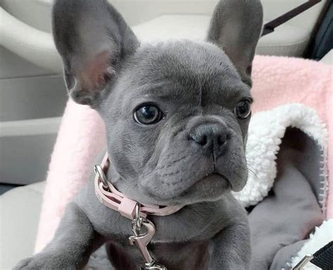  Female French bulldogs and those with blue eyes are pricier as well