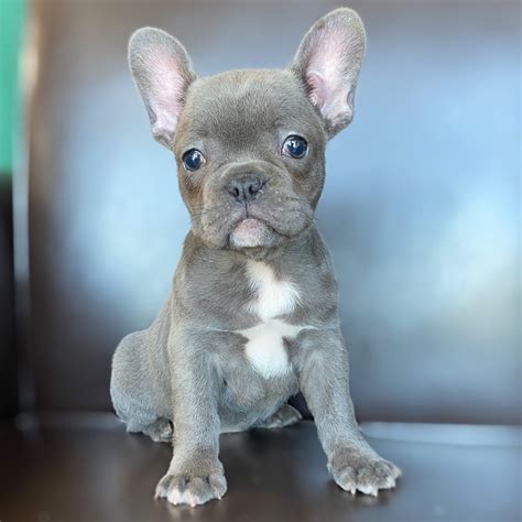  Female French bulldogs can gain sexual maturity as young as 5 months old
