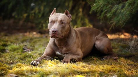  Female Pitbull: Which Is Better? Dogs are lifelong friends whether they are purebred or mixed breed