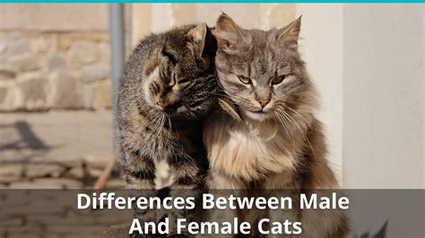  Female There is no difference between the two genders of this breed