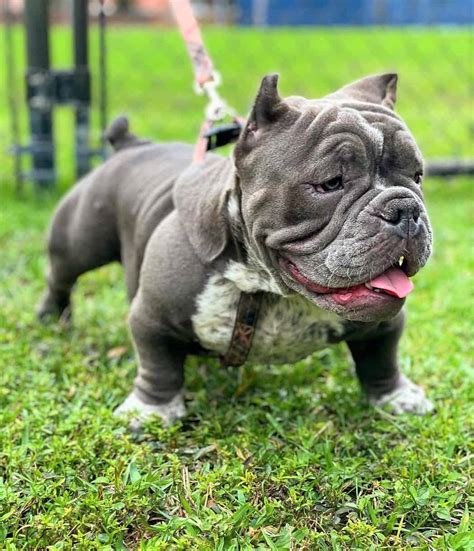  Female tiny bully looking for a forever family for more info call or text me 