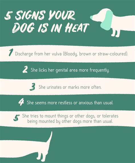  Females may enter their first heat at 6—7 months, so keep a careful watch for stray males