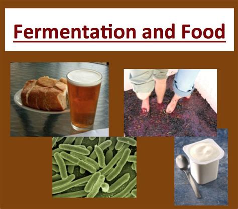  Fermentation as a process to make nutrients more bio-available in the body, is an ancient health practice used by cultures the world over