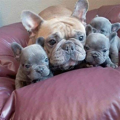  Final Thoughts Affectionate, loving, and playful, French Bulldogs make for excellent family companions and are especially well-suited for smaller homes and apartment living