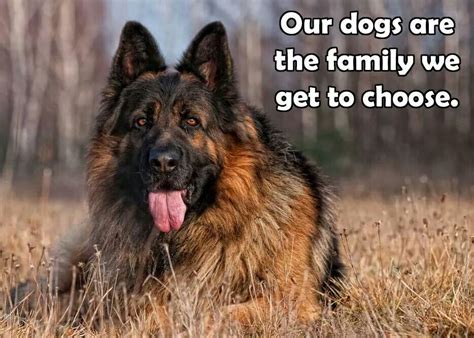  Final Thoughts German Shepherds are great dogs to keep as pets