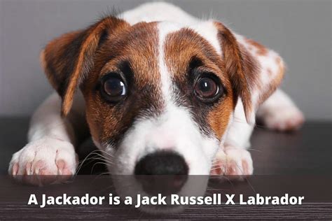  Final Thoughts In the world of designer dogs, the Jackador might seem like an odd underdog