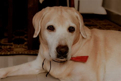  Final Thoughts Labradors are smart, instinctual, and amazingly affectionate