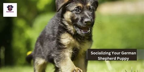  Final Thoughts The main goal of socializing your German Shepherd is to have a safe, well-adjusted, and pleasurable companion