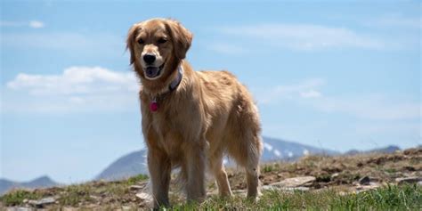  Final words A Golden Retriever limping front leg should always be considered a serious condition