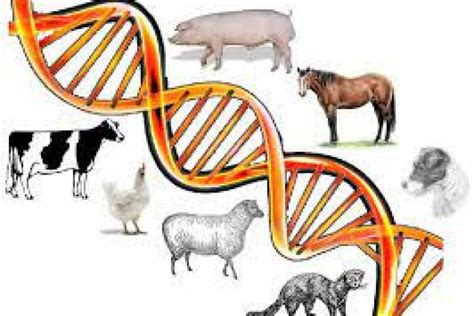  Finally, all breeding animals will need to be extensively tested for any evidence of genetic diseases