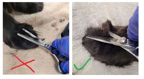  Finally, brush her ears and trim away scraggly fur, finishing with the thinning shears