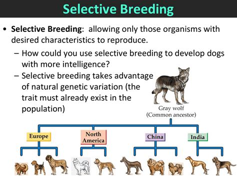  Finally, it is important to remember that breeding any two animals carries a significant financial and time commitment