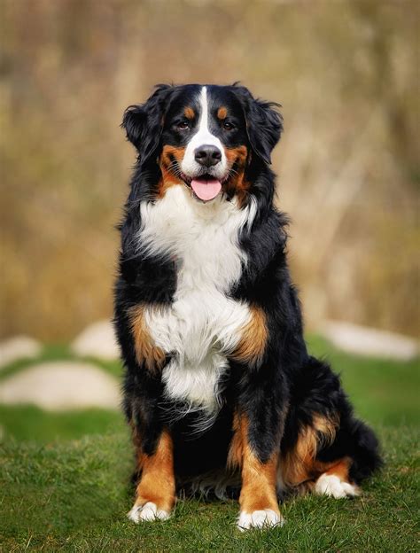  Finally, the Bernese Mountain Dog is a large, loyal breed best known for their stunning tri-colored coats