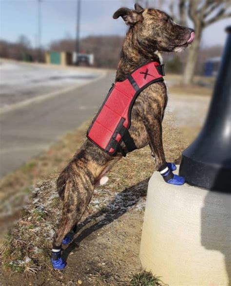  Finally, you can also consider purchasing a weight vest for your Frenchie to wear