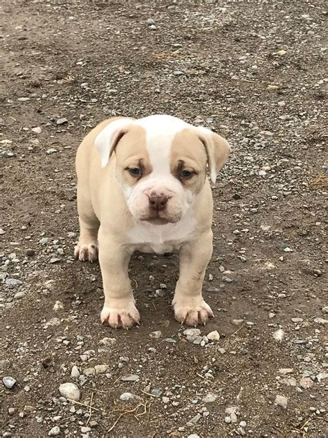  Find American Bulldogs and puppies from New York breeders