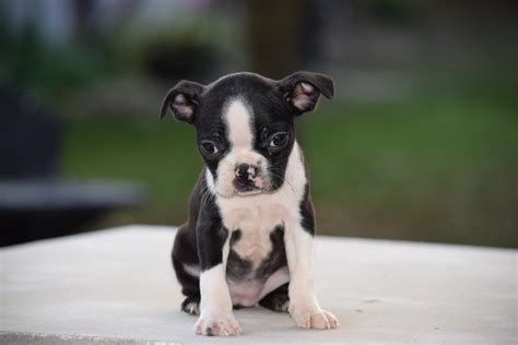  Find Boston Terrier puppies for sale