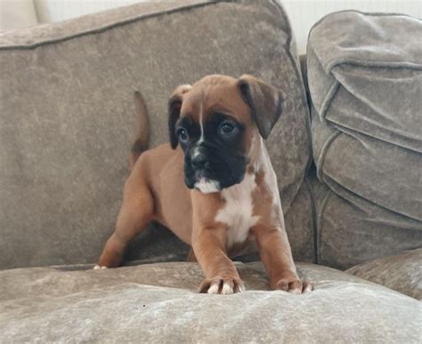  Find Boxer dogs and puppies from Indiana breeders