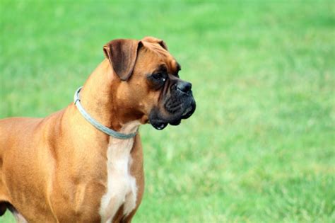  Find Boxer dogs and puppies from South Carolina breeders