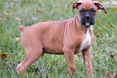  Find Boxer puppies for sale Near Indiana I offer top-quality Boxer puppies with a focus on health, form, and function