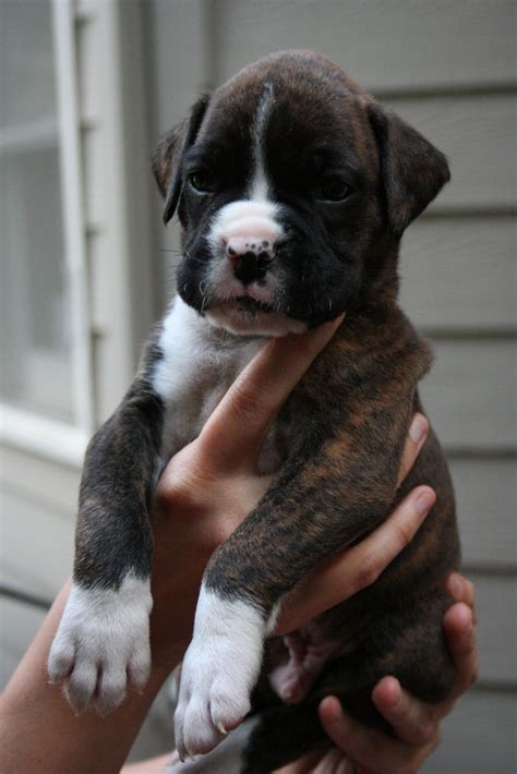  Find Boxer puppies for sale Near North Carolina Despite their light and fun-loving nature, the Boxer is a hardworking, versatile, and vigilant breed that is incredibly loyal