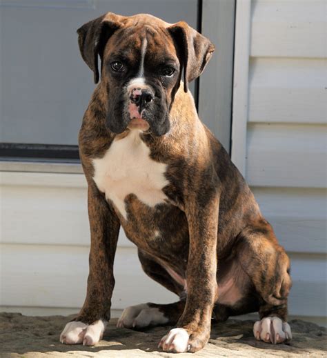  Find Boxer puppies for sale Near Pennsylvania Despite their light and fun-loving nature, the Boxer is a hardworking, versatile, and vigilant breed that is incredibly loyal to their