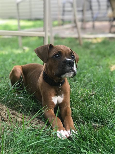  Find Boxer puppies for sale Near Tuckahoe, VA Despite their light and fun-loving nature, the Boxer is a hardworking, versatile, and vigilant We are proud to offer our beautiful Boxer puppies to loving homes! Services: Puppies,Adult Dogs,Rescue