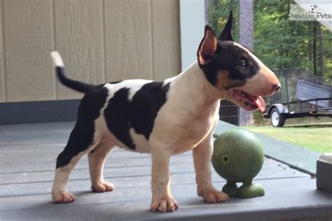  Find Bull Terrier dogs and puppies from Georgia breeders