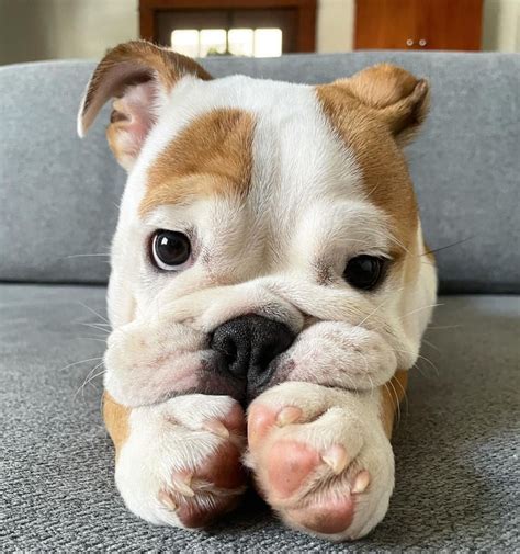  Find Bulldog puppies for sale Near Oregon For a dog with such an unmistakable face — those chops, that brow! Our company is proud to support the Make-A-Wish Foundation