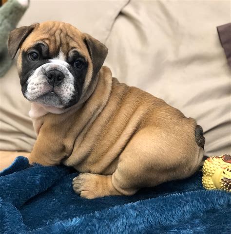  Find Bulldog puppies in nearby cities