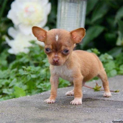  Find Chiweenie dogs and puppies from Georgia breeders
