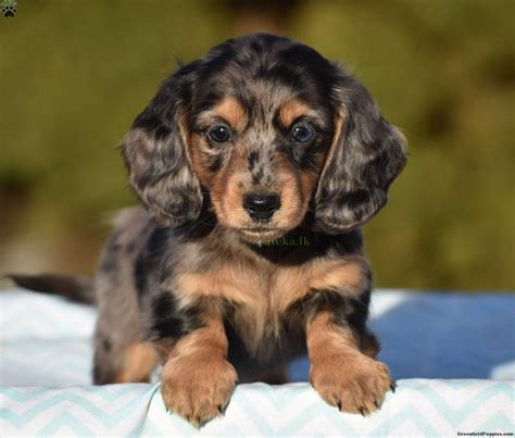  Find Dachshund puppies for saleNear Minnesota