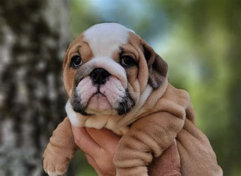  Find English Bulldogs and puppies from North Carolina breeders