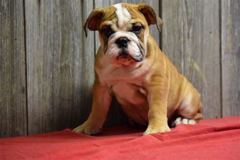  Find English Bulldogs and puppies from Ohio breeders