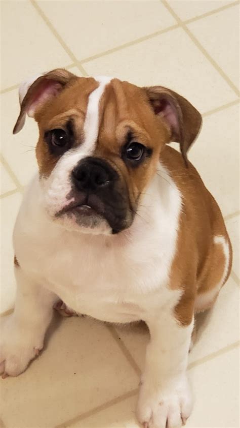  Find English Bulldogs and puppies from West Virginia breeders