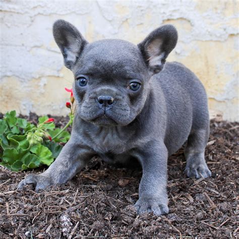  Find French Bulldogs and puppies from Pennsylvania breeders