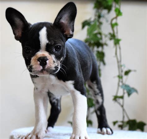 Find Frenchton puppies for sale near you