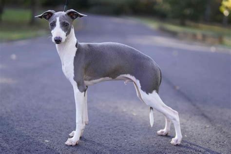 Find Greyhounds for sale near you or sell to local buyers